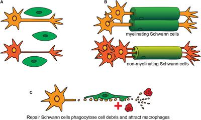 Frontiers | Phagocytosis by Peripheral Glia: Importance for 